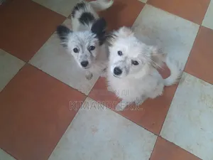 1-3 months Male Mixed Breed Papillon