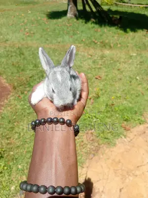 Rabbits for Sale