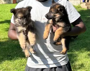 1-3 months Male Purebred German Shepherd