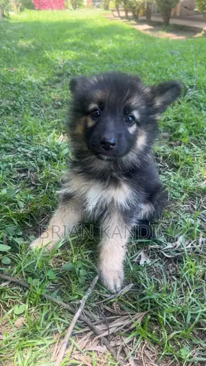 1-3 months Female Purebred German Shepherd