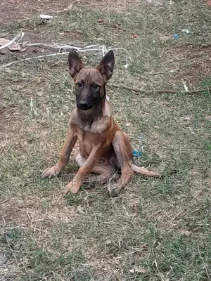 1-3 months Male Purebred Belgian Malinois