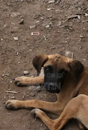 3-6 months Male Purebred Boerboel