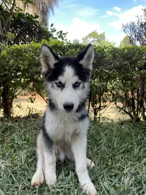 1-3 months Female Purebred Siberian Husky