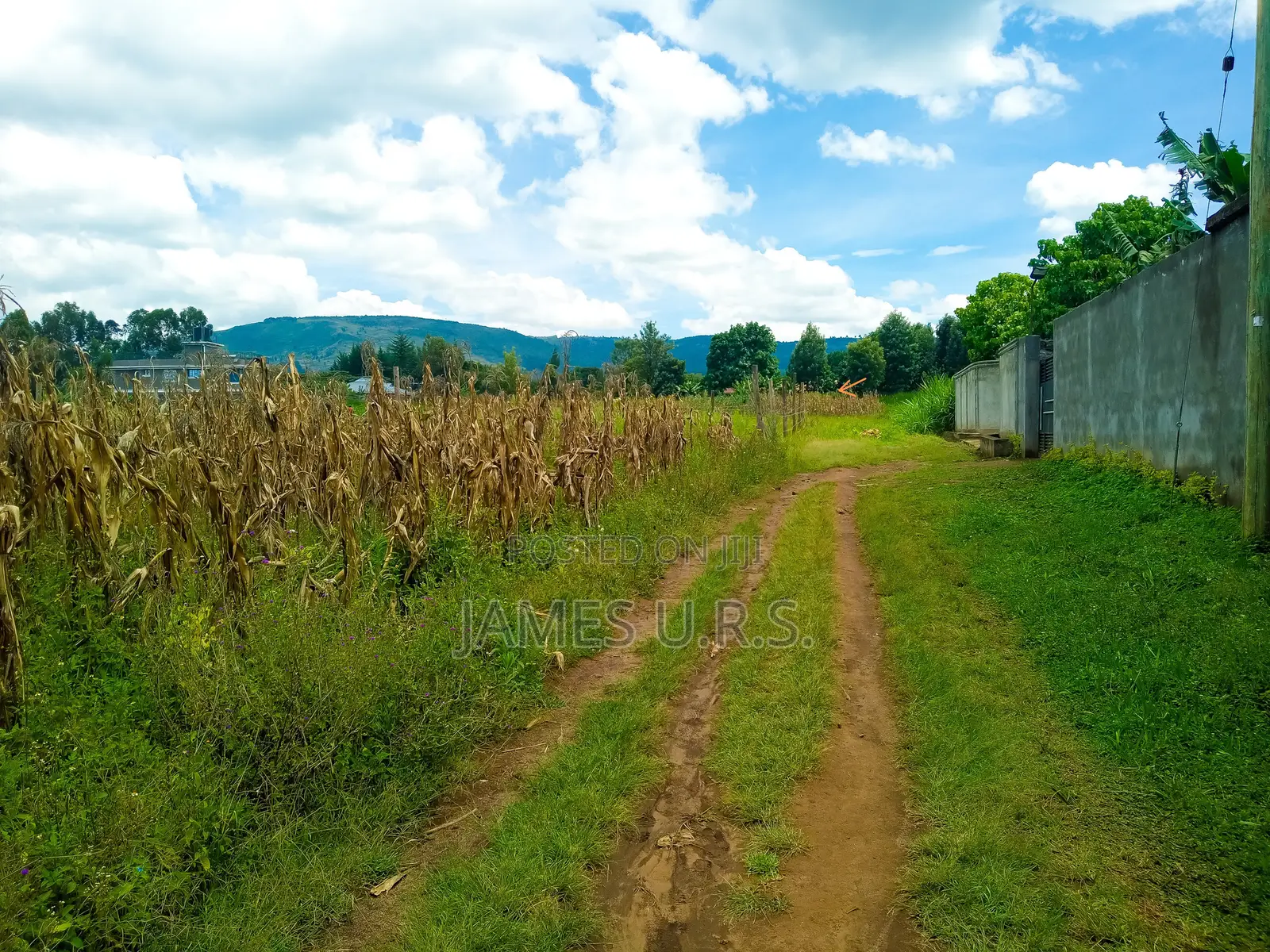 Tabuga Plot 50×100