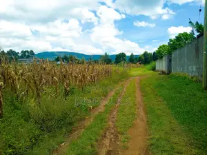 Tabuga Plot 50×100