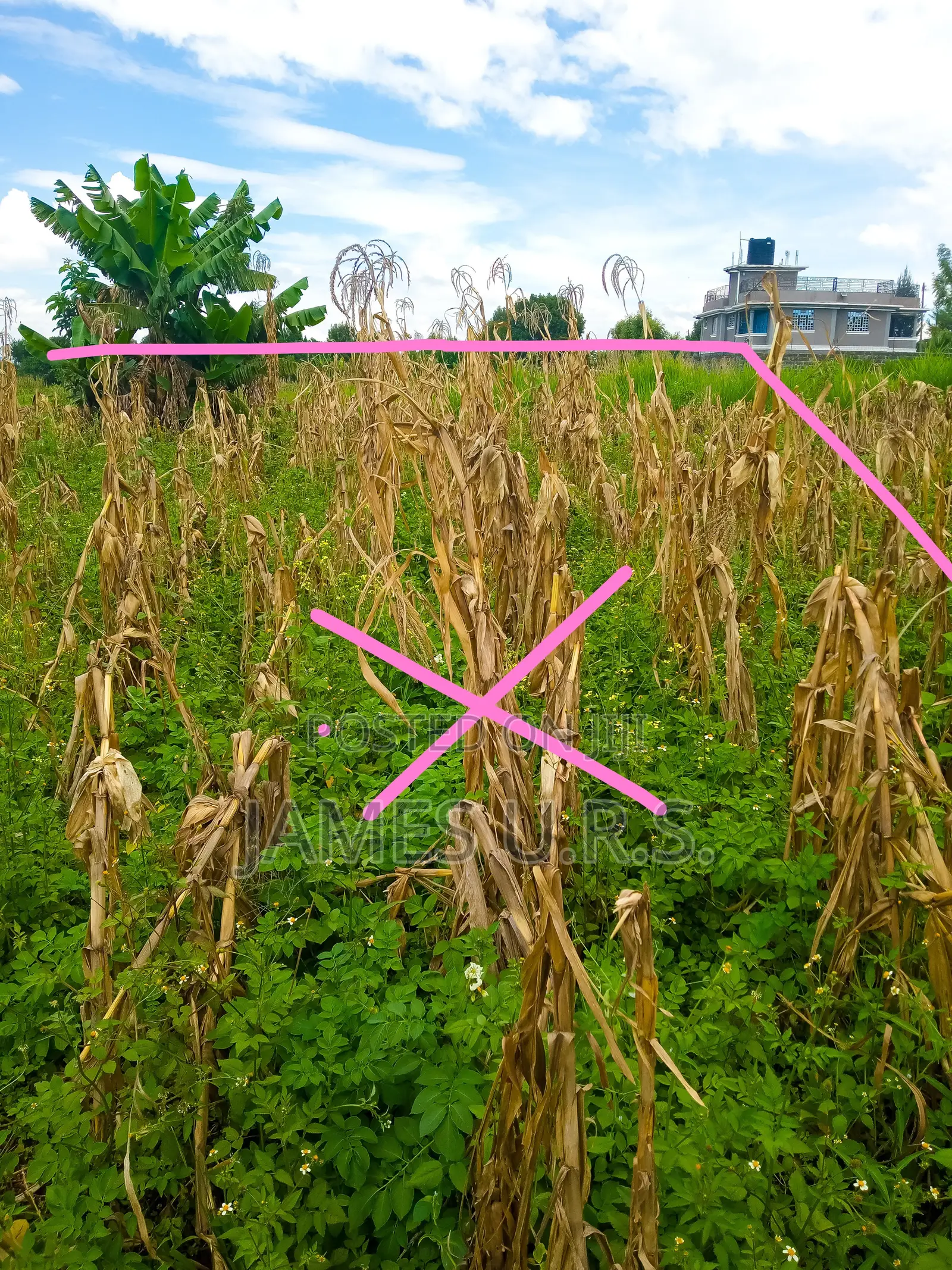 Tabuga Plot 50×100