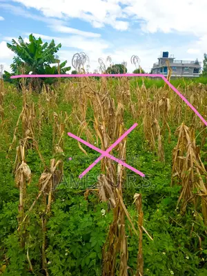 Tabuga Plot 50×100