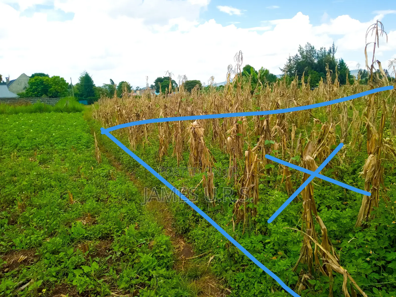Tabuga Plot 50×100