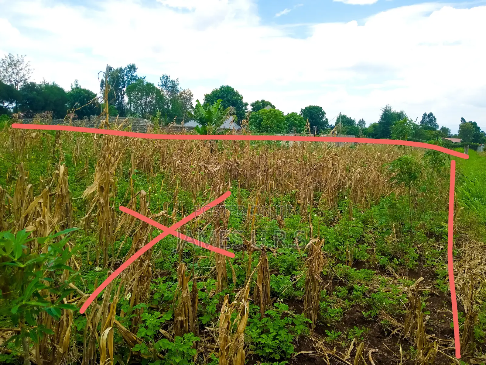 Tabuga Plot 50×100