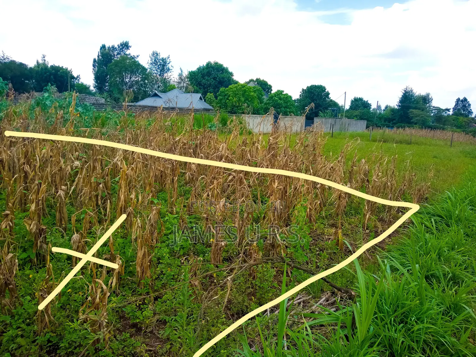 Tabuga Plot 50×100