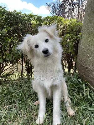 3-6 months Male Mixed Breed Japanese Spitz