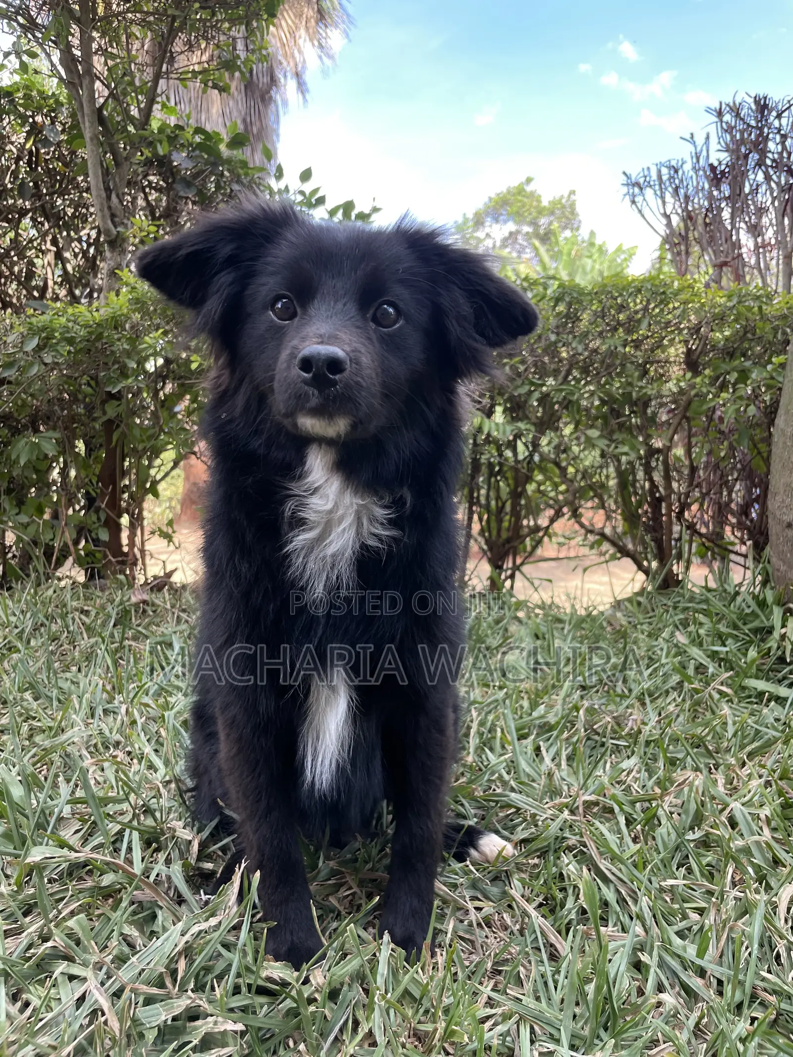 3-6 months Male Mixed Breed Japanese Spitz