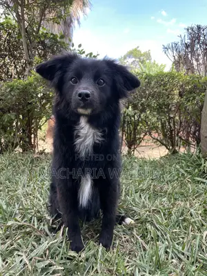 3-6 months Male Mixed Breed Japanese Spitz