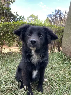 3-6 months Male Mixed Breed Japanese Spitz