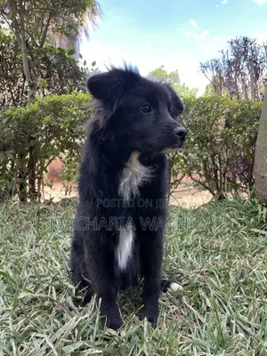 3-6 months Male Mixed Breed Japanese Spitz