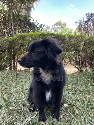 3-6 months Male Mixed Breed Japanese Spitz