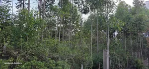 Karen Near KCB Training College Prime Residential 2 Acres Quick Sale