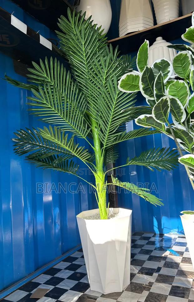 Pine Decorative Plant – Small, Medium & Large