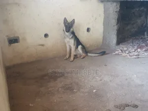 6-12 months Male Purebred German Shepherd
