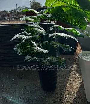 Green Calathea Decorative Plant With Pot