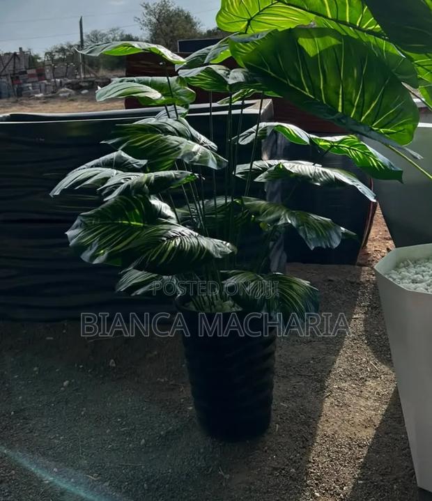 Green Calathea Decorative Plant With Pot