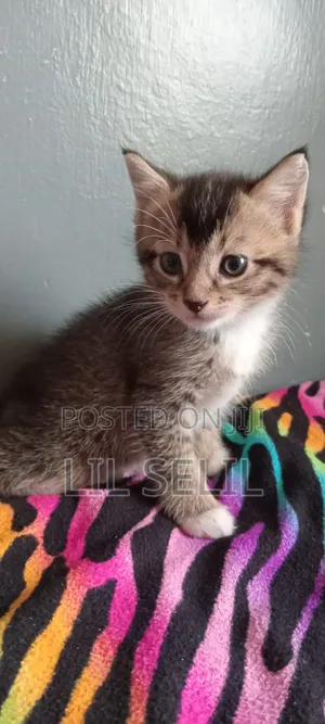 1-3 months Female Mixed Breed American Shorthair