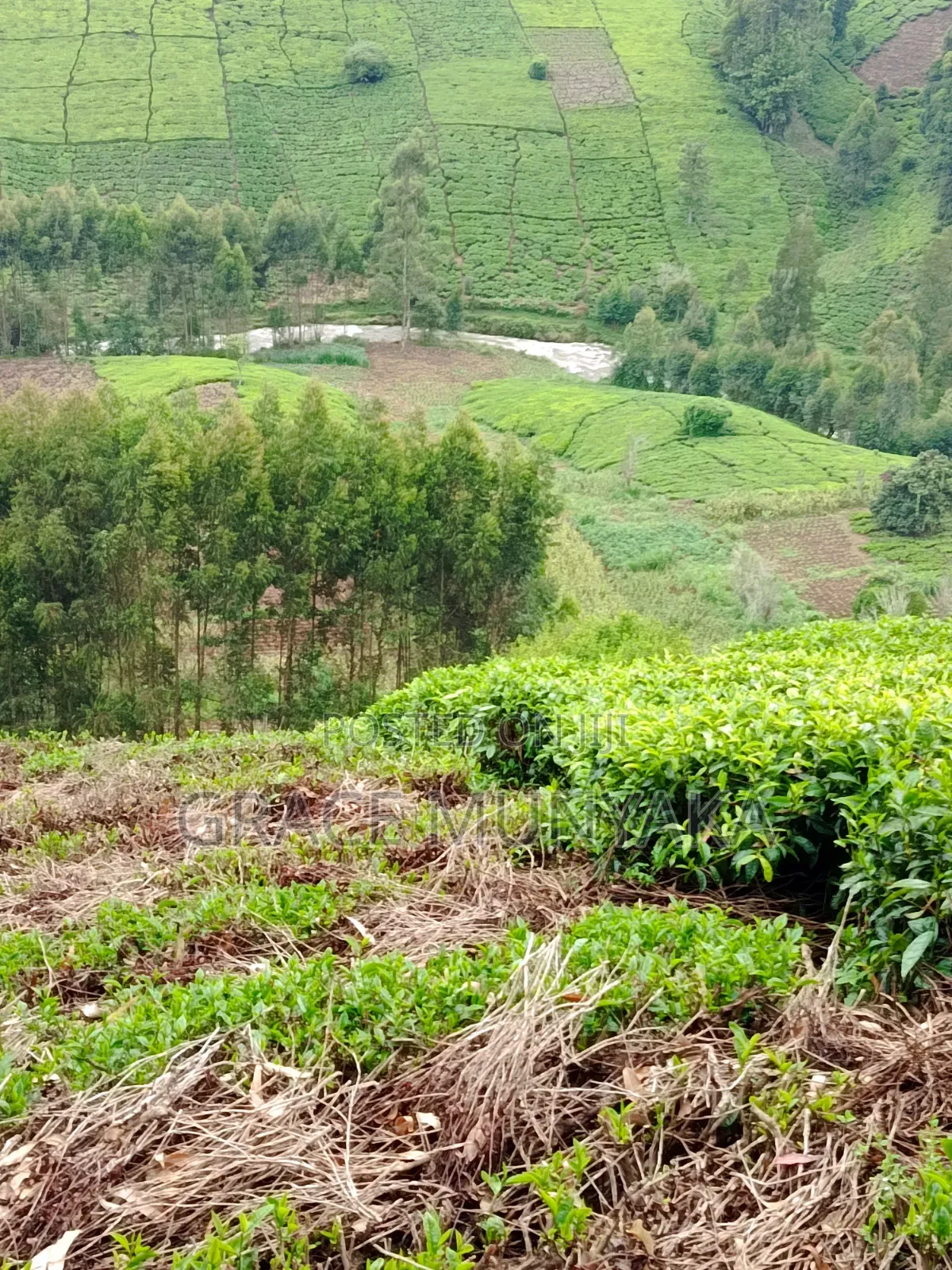 5 Acres Mathioya Murang'A