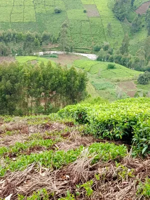 5 Acres Mathioya Murang'A