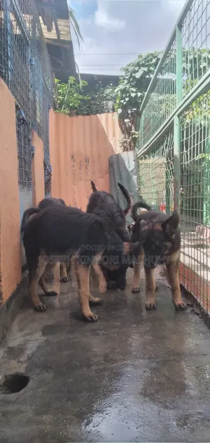 3-6 months Female Purebred German Shepherd