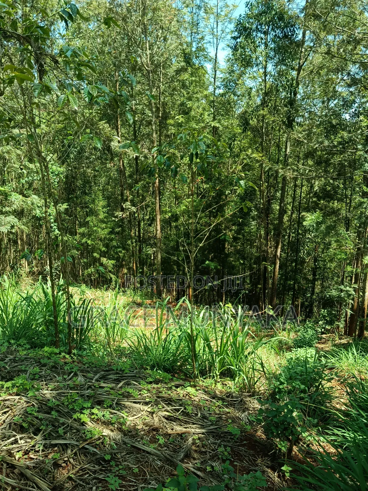 1 Acre Upper Tetu