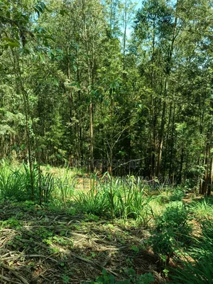 1 Acre Upper Tetu