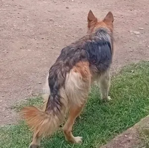 6-12 months Female Purebred German Shepherd