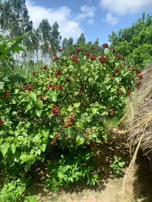 3 Acres Shimba Hills