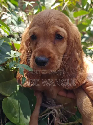 1-3 months Male Purebred Cocker Spaniel