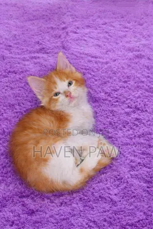 1-3 months Male Mixed Breed Cat