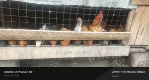 Birds on Sale