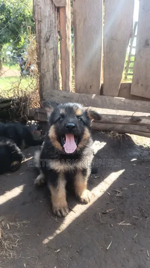 1-3 months Male Purebred German Shepherd
