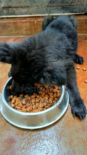 1-3 months Male Purebred Belgian Malinois