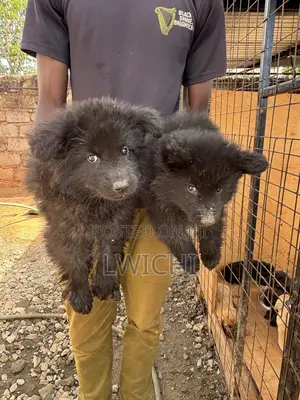 1-3 months Male Purebred German Shepherd