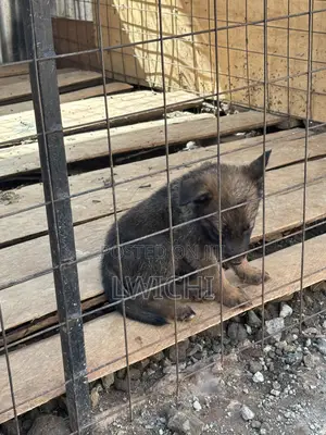 1-3 months Female Mixed Breed German Shepherd