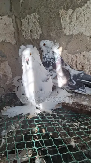 Trumpet and Hungarian Jumbo Pigeons