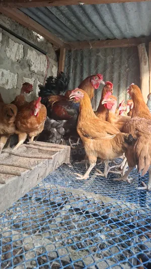 Improved Kienyenji Chicken