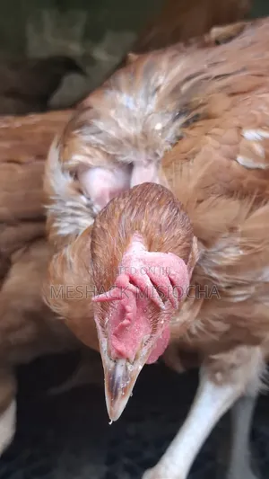 Improved Kienyenji Chicken