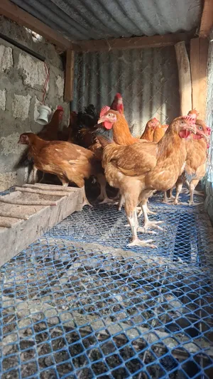 Improved Kienyenji Chicken