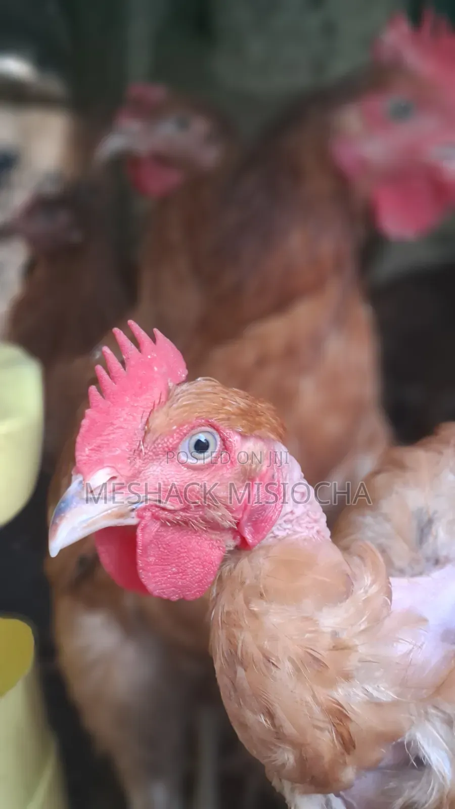 Improved Kienyenji Chicken
