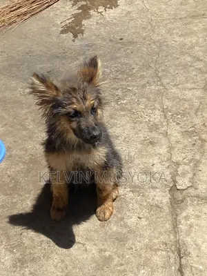 3-6 months Male Purebred German Shepherd