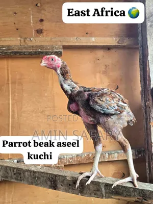 Male Kuchi Upcoming 
