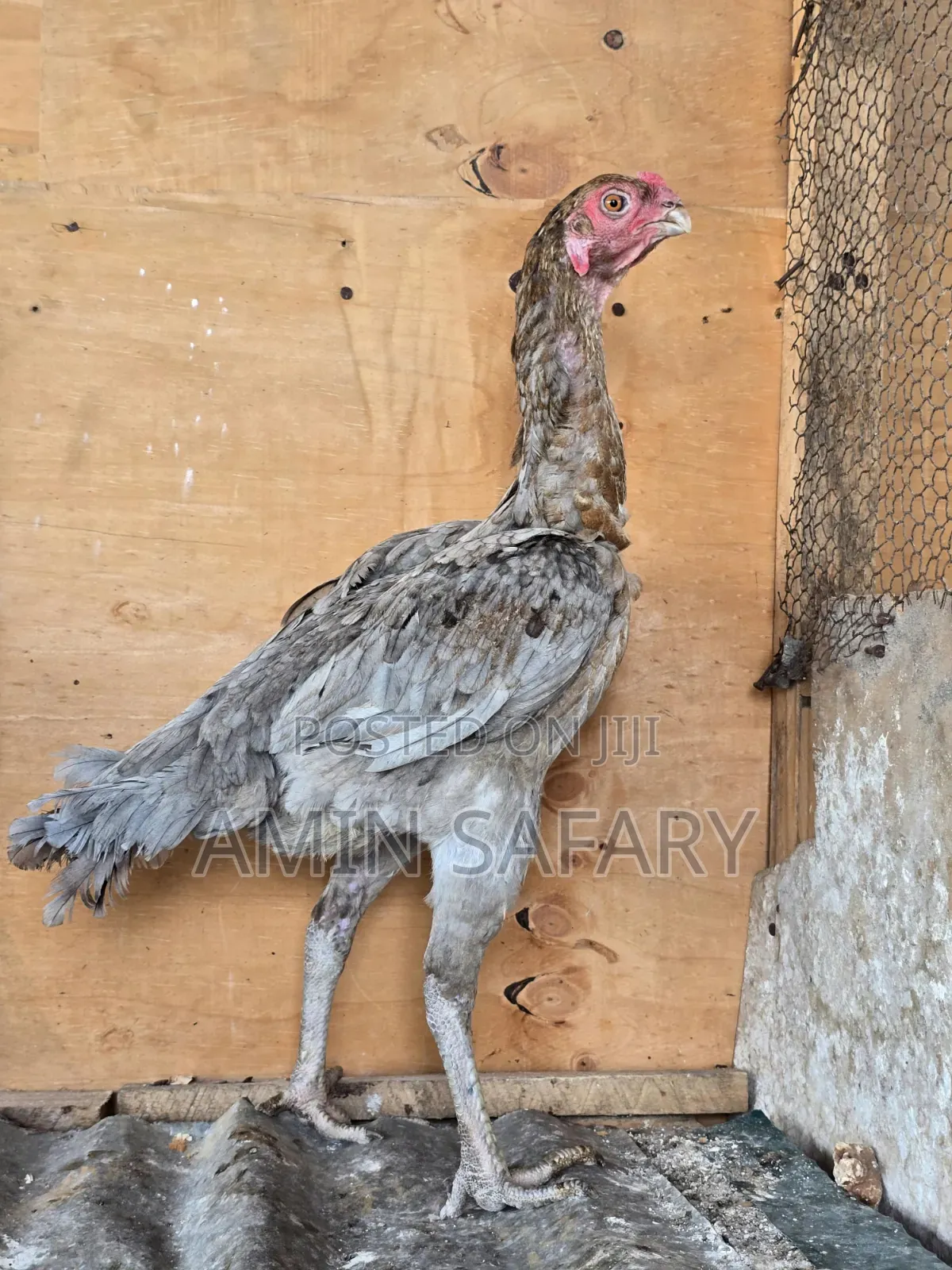 Female Kuchi