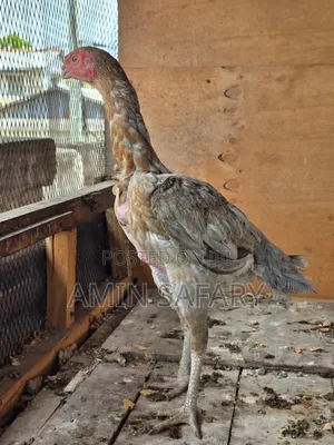 Female Kuchi