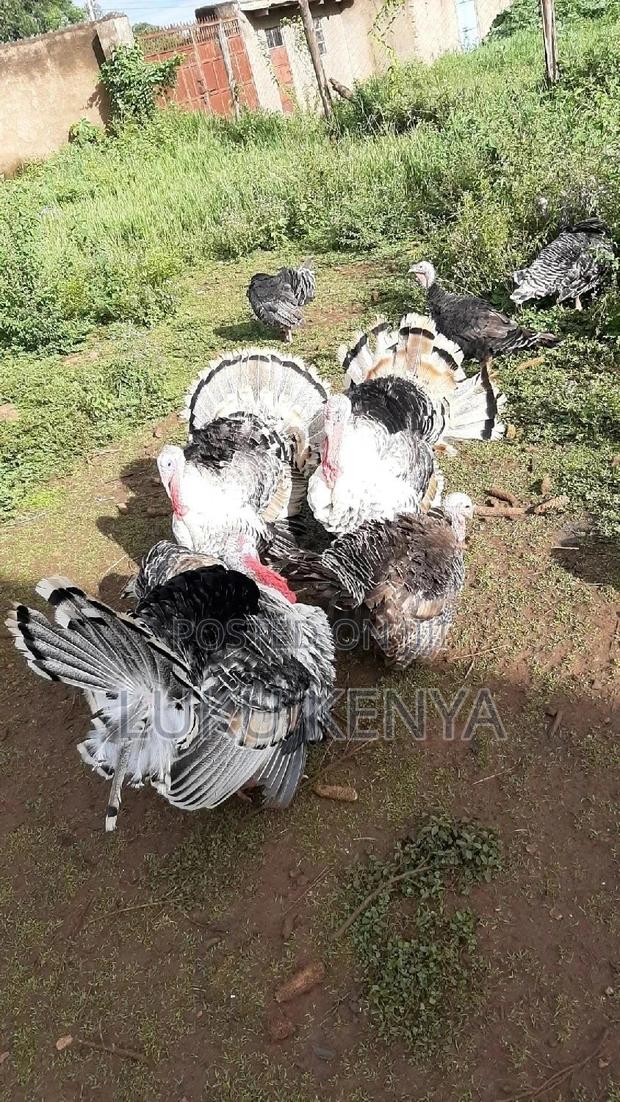 Mature Turkeys and Guineafowls Kisii